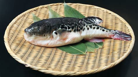 fugu fish|Fugu: The fish you need a license to prepare .